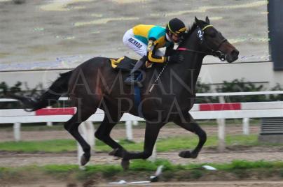ESTADISTICAS COMPLETAS DEL STUD BOOK ARGENTINO <BR>PRIMEROS OCHO MESES