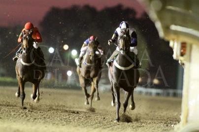 ESPECIAL HARAS EL TURF 