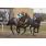 9Âº 8 Dantesco Inc (6)