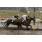 Pride of Dignity y Stripestar