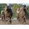 Afleet Express (por dentro)