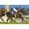 SIERRA ROMANA - HANDICAP AMSTERDAM 