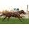 COMPADRON KEY - CLASICO NECOCHEA H