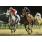 GRINGA TORDA - HANDICAP SAINT SIMON