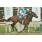 CELESTIAL CANDY - CLASICO CARLOS TOMKINSON (G2) 