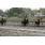 LA CALINE1
