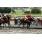 LA CALINE3