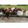 LA CALINE6