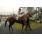 LA CALINE9