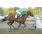 SONRISADA - ESPECIAL JOCKEY CLUB DE VENEZUELA 