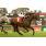 Champ Pegasus de G1