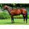 Fusaichi Pegasus, padre de Champ Pegasus