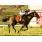 Champ Pegasus y su triunfo anterior