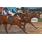 CABO ROJO - HANDICAP RESUELLO