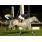 13º 8 El Azor (4)