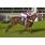 PERFECT ZORZAL - HANDICAP GOBERNADO