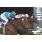 GRAN PREMIO CRIADORES (G1)