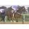 TUKIK - HANDICAP NEAPOLIS   