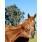 HARAS ABOLENGO