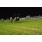 DSC_9592 (800x600)