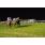 DSC_9594 (800x600)