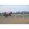 DSC_2535 (800x600)