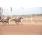 DSC_2996 (800x600)