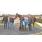 DSC_4962 (800x600)