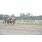 DSC_7415 (800x600)