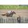 DSC_7906 (800x600)