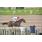 DSC_7908 (800x600)