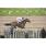 DSC_7910 (800x200)