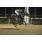 DSC_9655 (800x600)