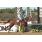 GRAN PREMIO NACIONAL - COPA AXION
