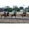 SARATOGA CITY2