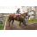 antillon (7)