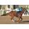 APA HANDICAP LILOY