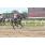 DSC_6532 (800x600)