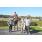 DSC_6545 (800x600)
