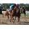 LA TOSCANA CAT12