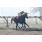 6_ LA COLOSA (4)