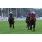 JJS_1463