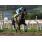 ORPEN FAIN12