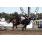 HANDICAP HARAS EL ALFALFAR