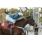 HALO HOLIDAY - GRAN PREMIO SELECCION DE POTRANCAS (G