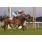 TAPA JOCKEY CLUB (G1)