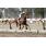 5ta 28-11-17 AUSTRALIS KING (2)
