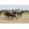 10ma Golden Roman (Handicap Val D'Or) (4)