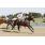10ma Golden Roman (Handicap Val D'Or) (6)