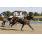 10ma Golden Roman (Handicap Val D'Or) (7)